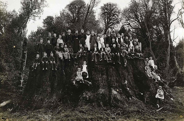 На этом снимке, сделанном в 1890 году, запечатлен филдбрукский пень. Гигантская секвойя в Филдбруке, если бы она дожила до наших дней, имела все шансы быть самым большим деревом в мире. Однако в