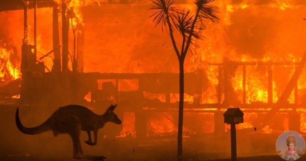 Австралия в огне. Погибло уже более миллиарда животных! Из-за сокрушительных лесных пожаров в Австралии, которые продолжаются с осени прошлого года, количество погибших животных превысило один