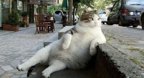 Томбили памятник коту в Стамбуле. Бродячий кот Томбили стал звездой интернета после того, как его фотографию опубликовали на одном из американских развлекательных сайтов. Томбили обитал в районе