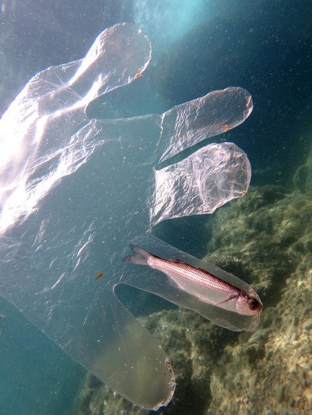 Пластик в океане, или как человек разрушает природу По данным ООН, каждый год в океан попадает около 13 миллионов тонн пластиковых отходов это 80% всего мусора в мировом океане. Пакеты, бутылки,