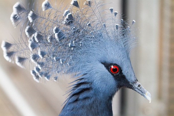 Веероносный венценосный голубь  настоящая супермодель в мире голубей 
