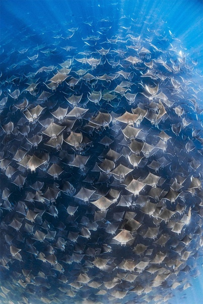 «Воедино» Группа из тысяч скопившихся мобул (Mobula ray) у побережья Бахи, Мексика.Фото: Nadia Aly
