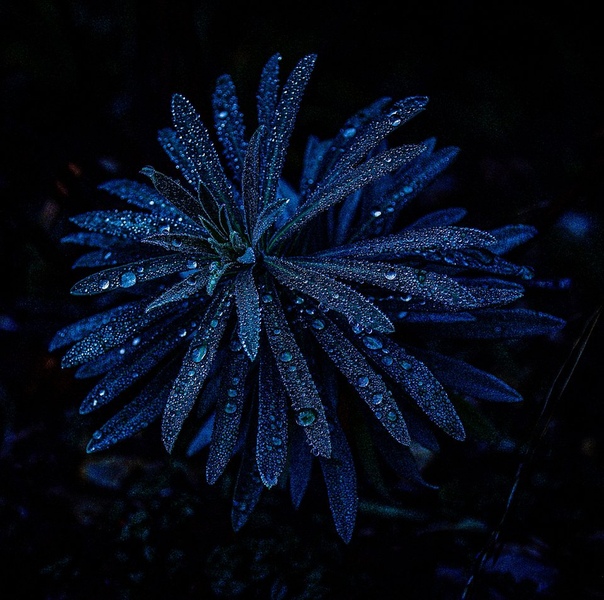 «Природа во тьме, цветок ранним утром на вершине горы в парке» Фото: caro rovira