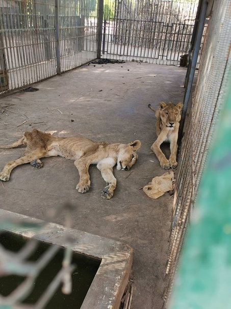 Житель Судана опубликовал фото голодающих львов. В соцсетях началась кампания по спасению животных Судя по фотографиям, львы голодают не первую неделю. Чиновники объясняют все экономическим