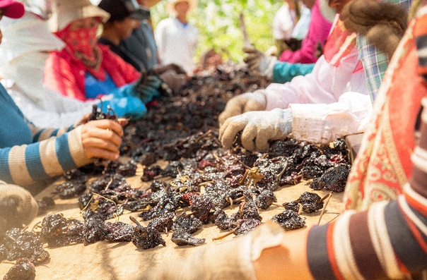 Как собирают перец чили в Мексике
