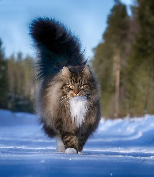 Финский кот Сэмпи и его приятели Семпи - это 6-летний домашний кот, беспородный, хотя выглядит как норвежская лесная
