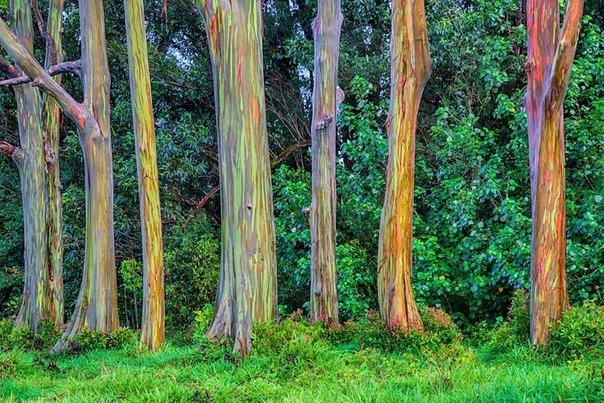 Экзотические деревья, которые умеют превращаться в радугу Эвкалиптовые деревья больше всего славятся своими ароматными листьями и тем, что они являются основным источником пищи для коал. Но
