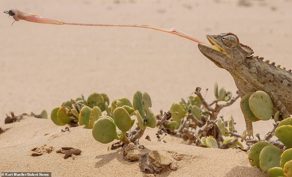 Язык хамелеона Namaqua (вид пустынных хамелеонов почти такой же длинный, как и его тело (25 см или 9,8 дюйма). Фото было сделано в Пустыне Намиб в Южной Африке, где они распространены больше