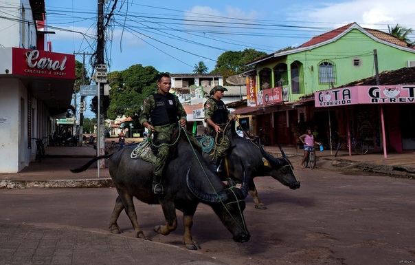 Буйвол - боевая машина бразильских полицейских С помощью этих выносливых животных, которых давно используют бразильские крестьяне, военная полиция может продвигаться там, где бессильны не
