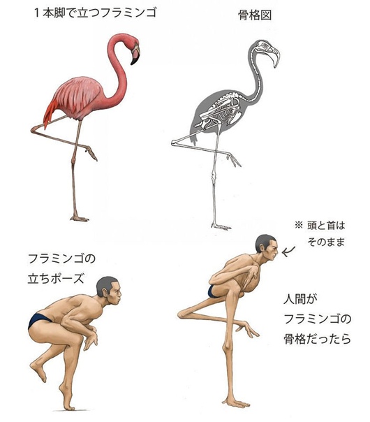 Как бы выглядели люди, если бы наши скелеты были бы как у животных Как бы выглядел человек с панцирем черепахи или с ногами фламинго Такие фантазии оживают в руках японского художника Сатоши