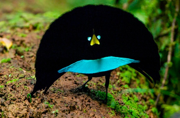 На фото чудная райская птица (Lophorina superba , обитает в горах Западной Новой Гвинеи (Индонезия) и Папуа Новой Гвинее. Самцы этого вида известны своим сложным и зрелищным ритуалом ухаживания,